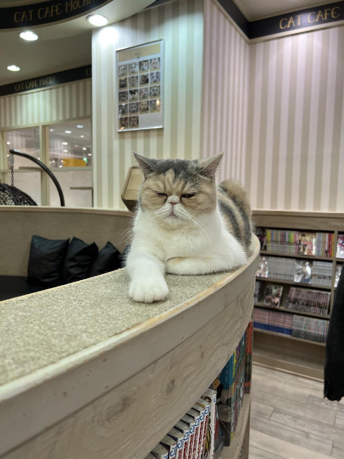 Cat lounging in modern cafe