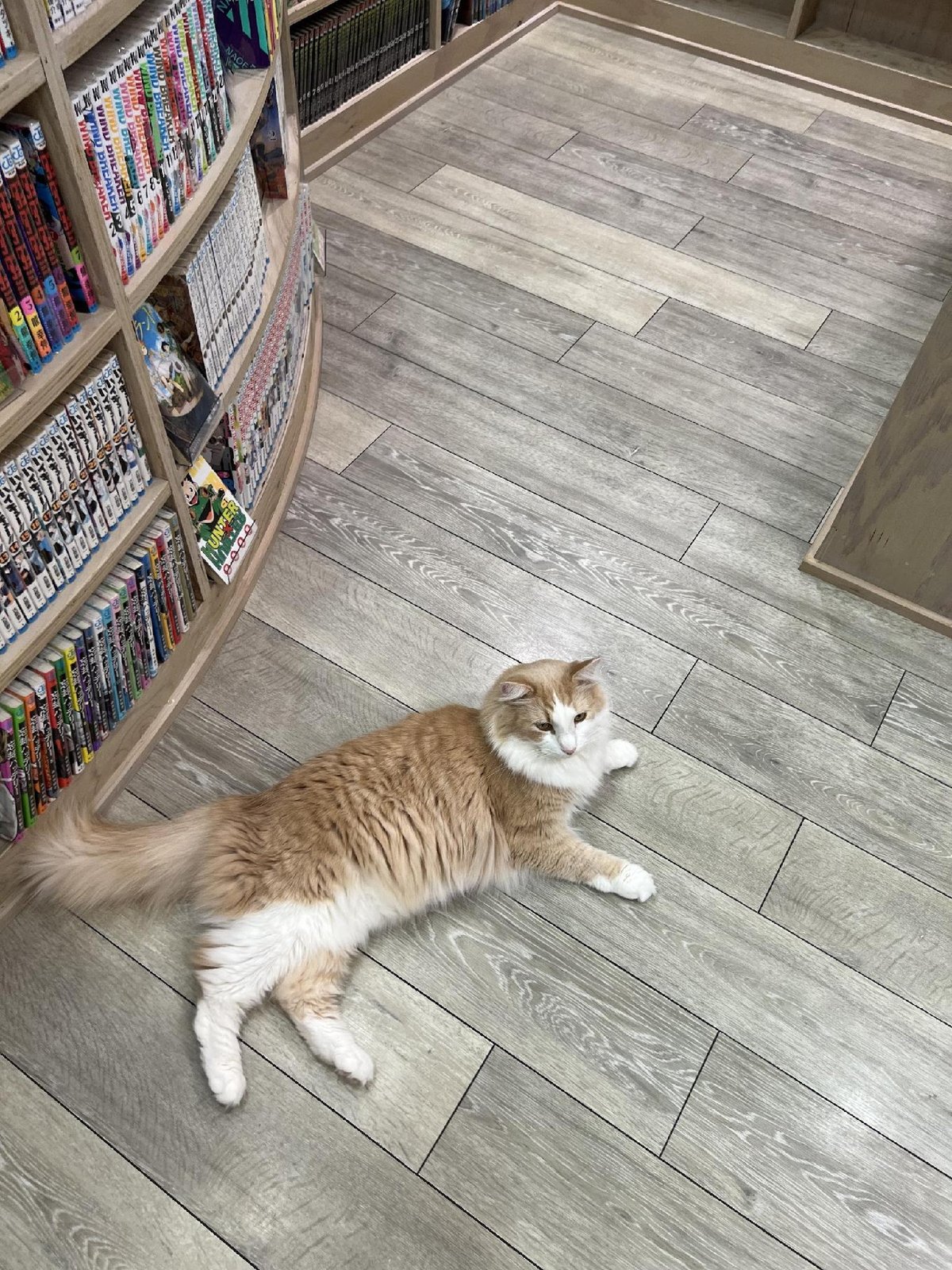 Cat lounging on bookstore floor