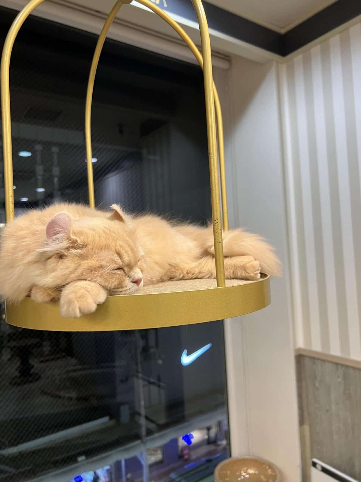 Cat sleeping on gold perch indoors