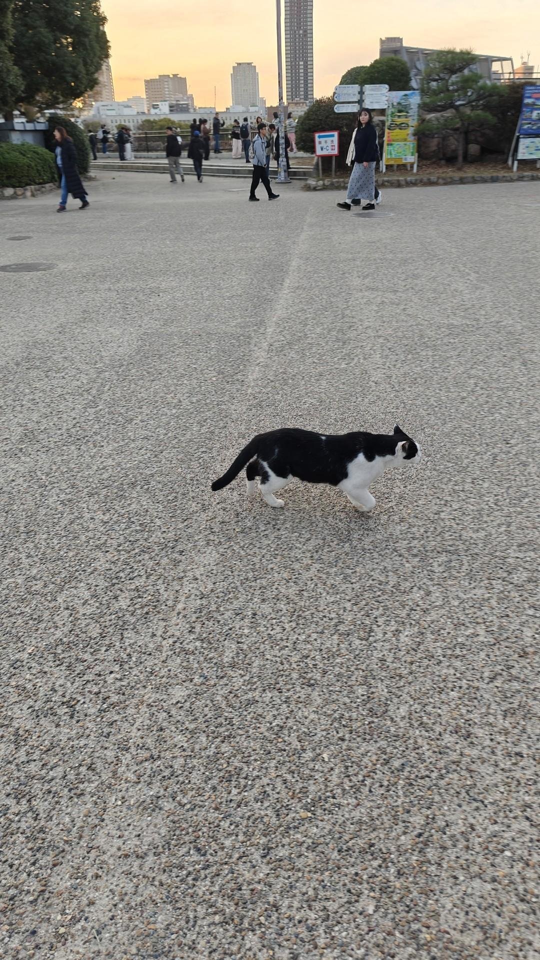 Cat strolling on urban pathway