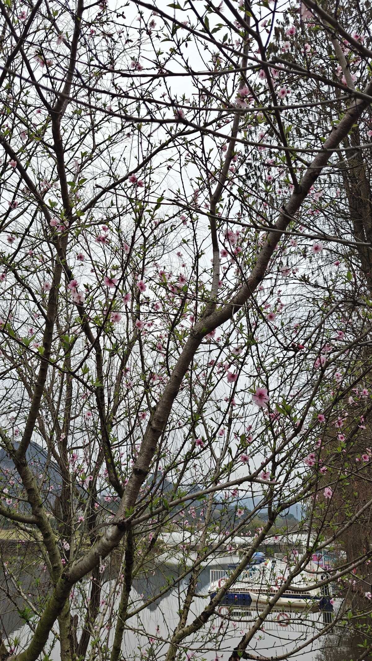 Cherry blossoms along entrance path