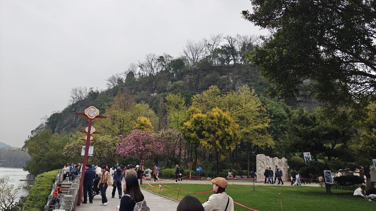 Cherry blossoms by Li River