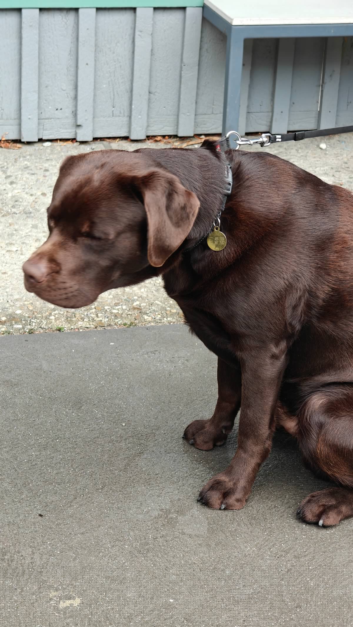 Chocolate Labrador sitting on pavement