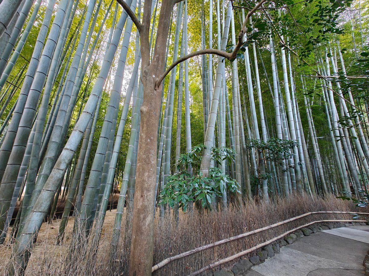 Classic Moso bamboo grove