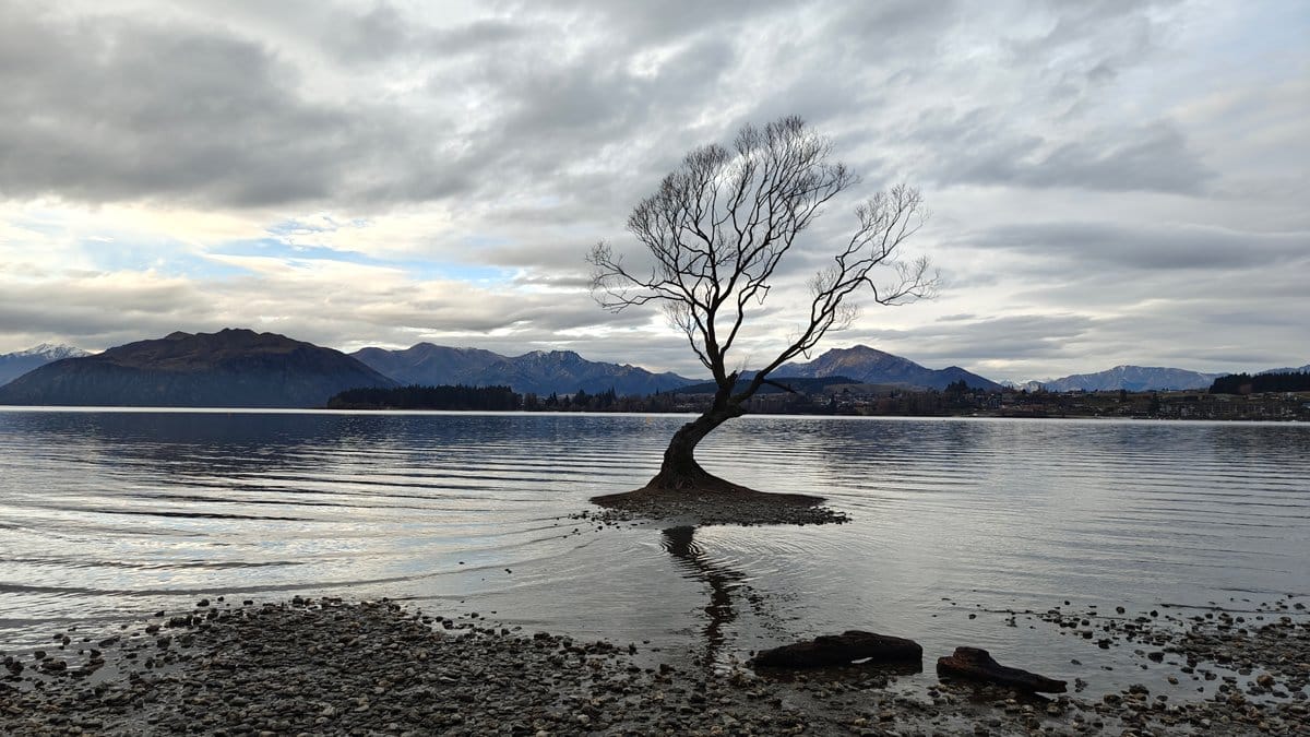 Classic Wanaka Tree portrait