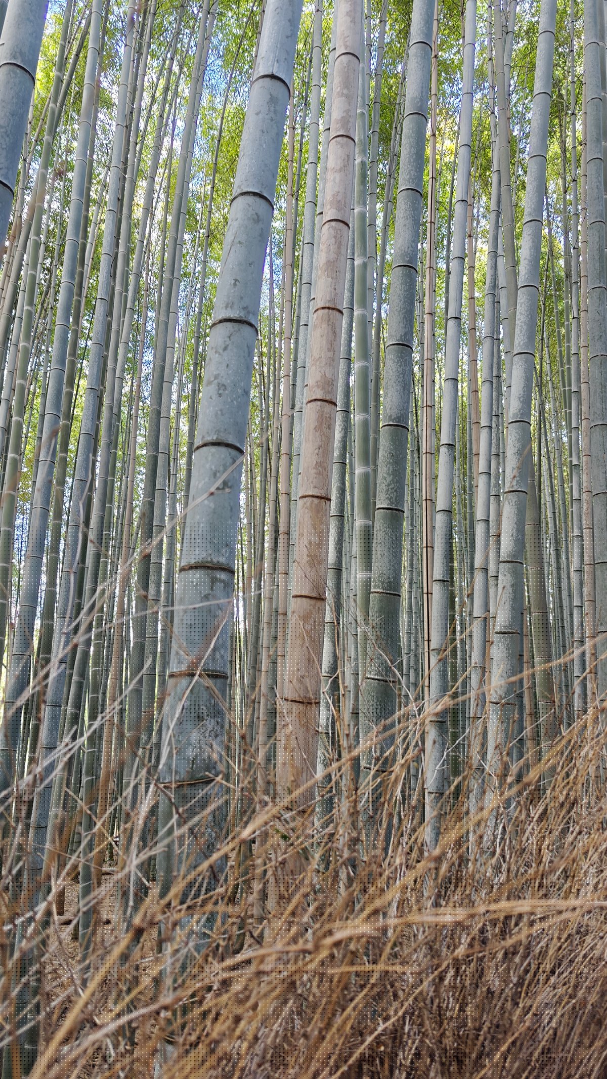 Close bamboo stalks along the path