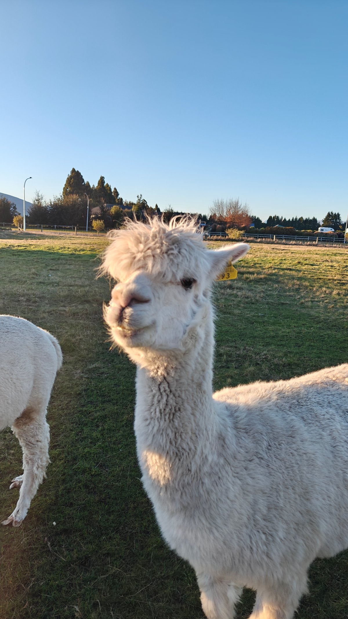 Close-up fluffy alpaca curious face