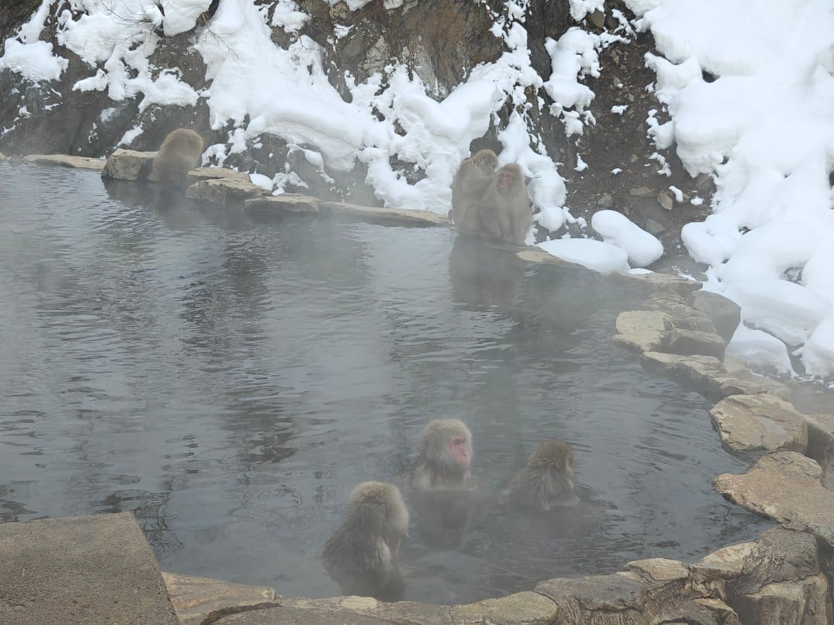 Close-up macaque in hot spring