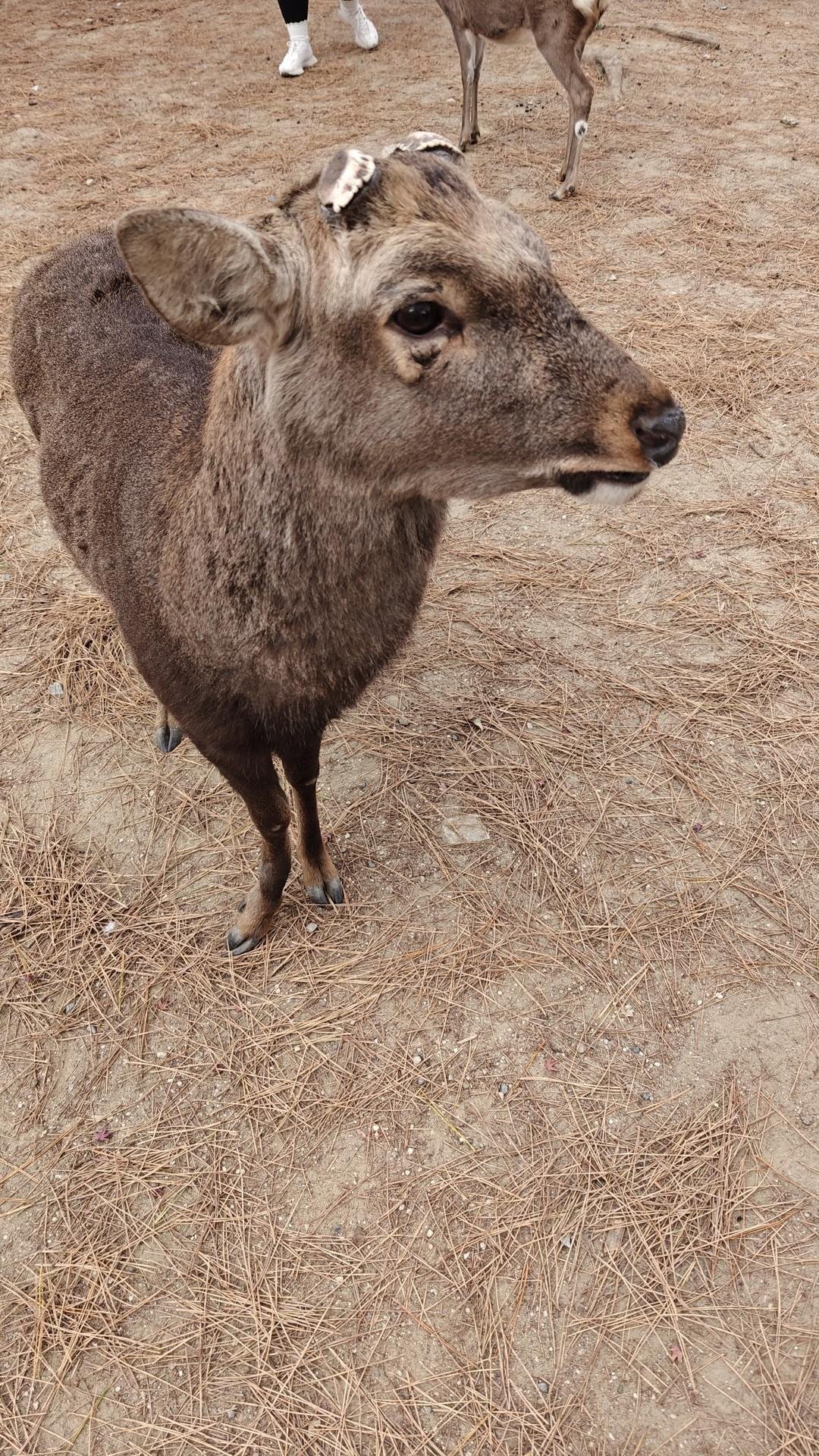 Close-up of a deer on pine-covered ground