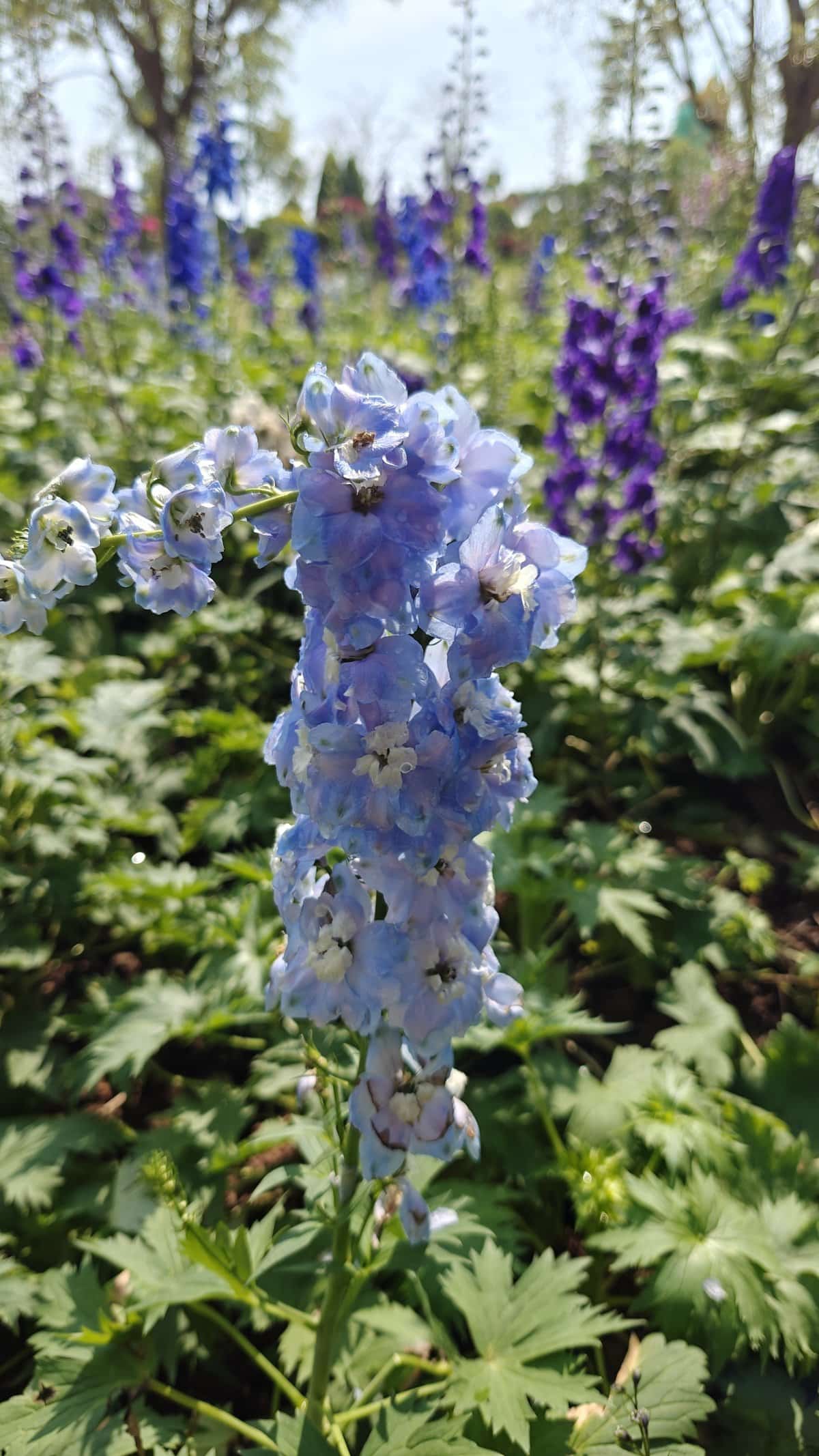 Close-up of blue delphinium flower spike with soft