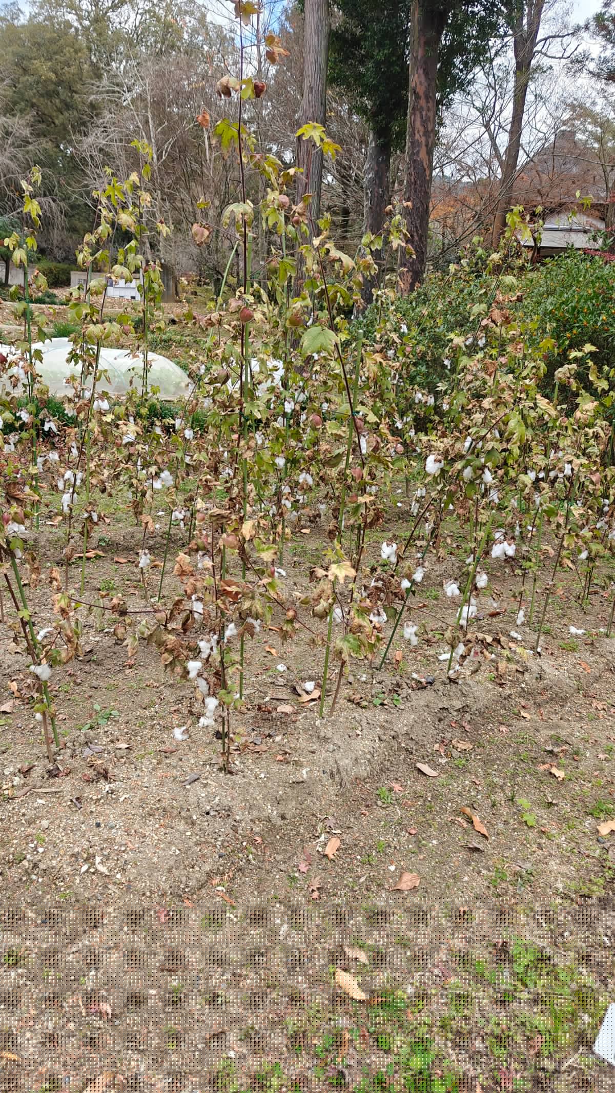Close-up of plant label stake in garden bed