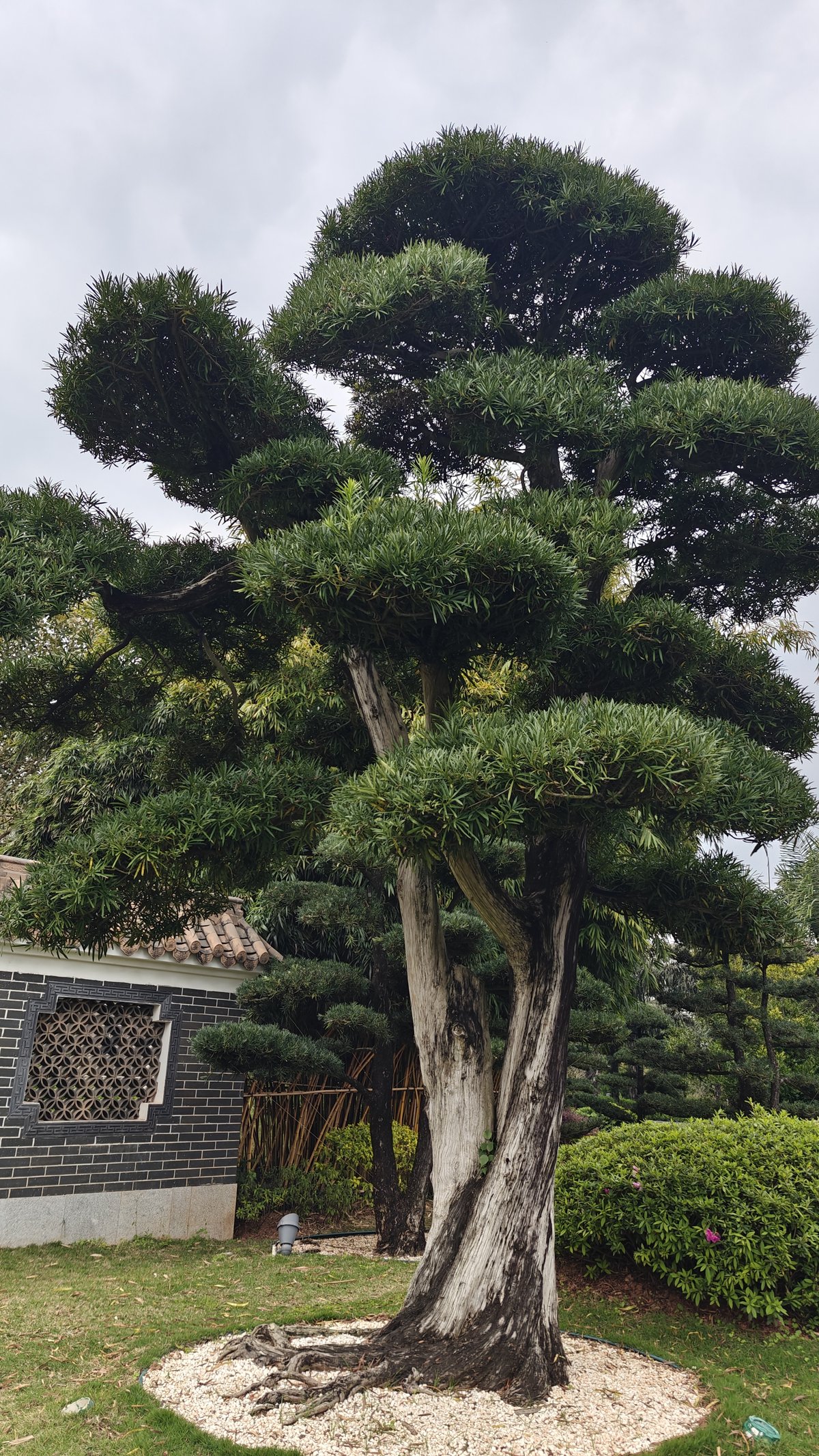 Close-up sculpted pine bonsai