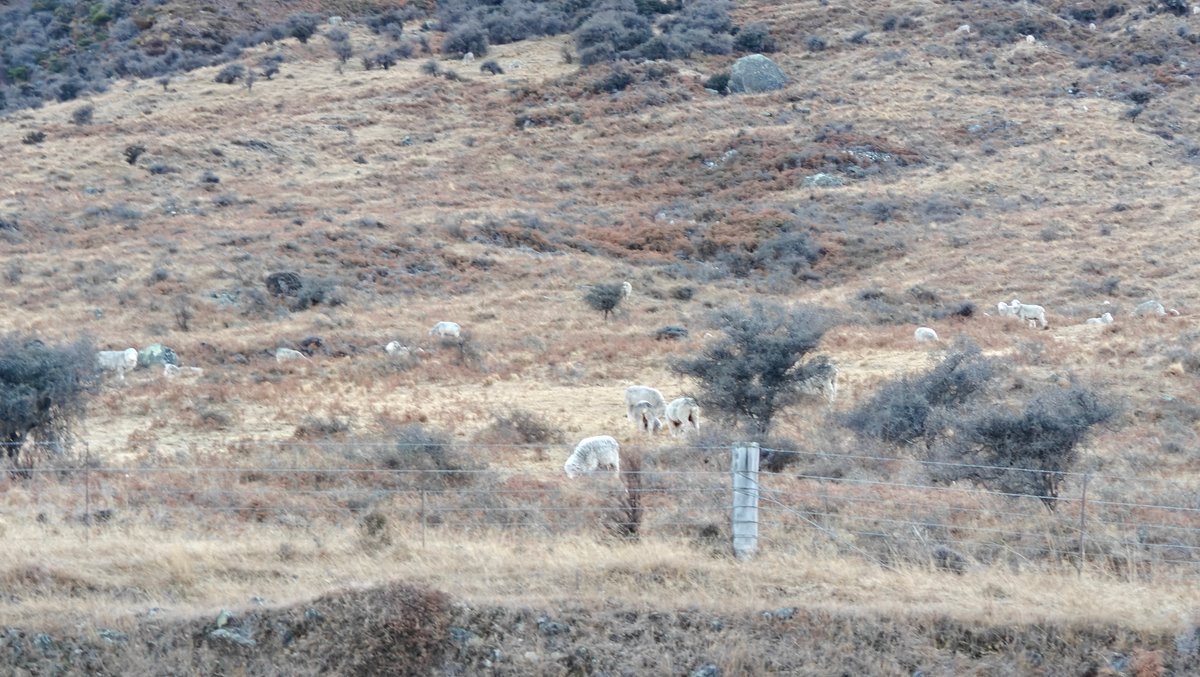 Close view of pale dry tussock grass with