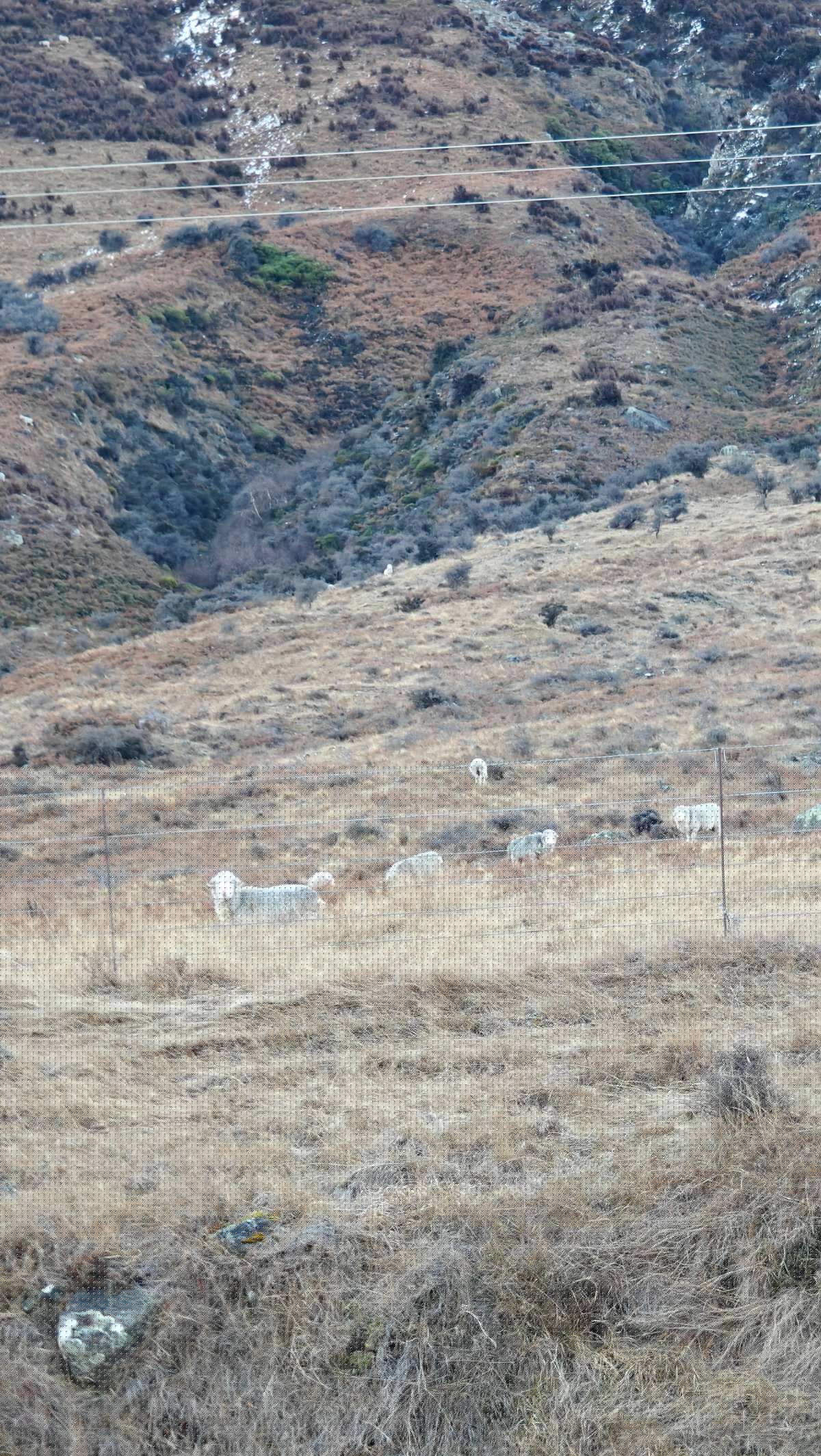 Closer view of sheep grazing on a fenced