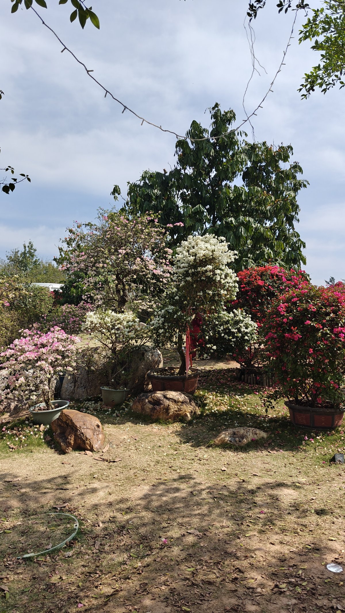 Colorful bougainvillea trees rock garden