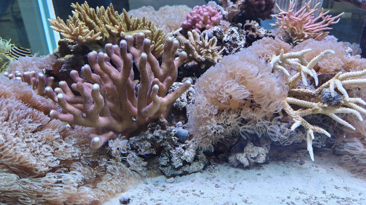Colorful coral reef in aquarium