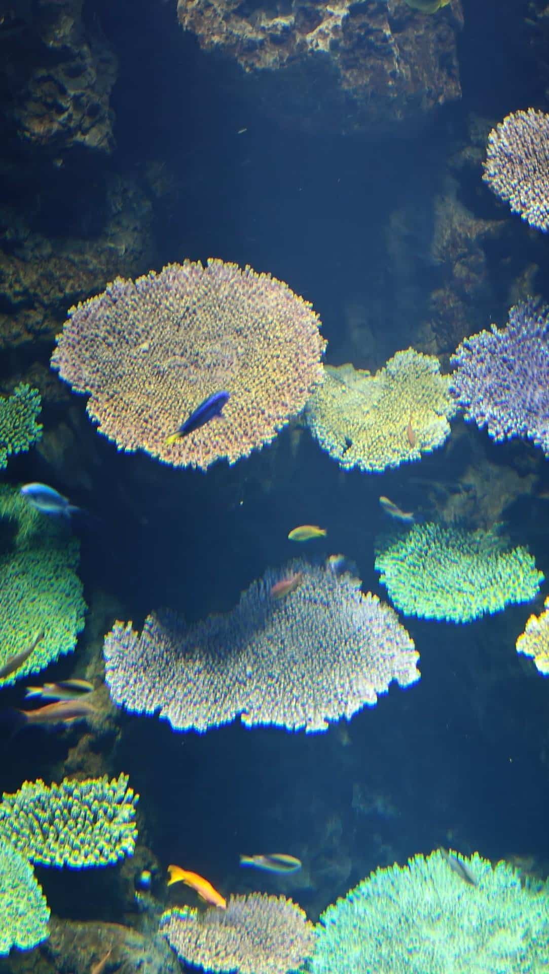 Colorful coral reef with tropical fish