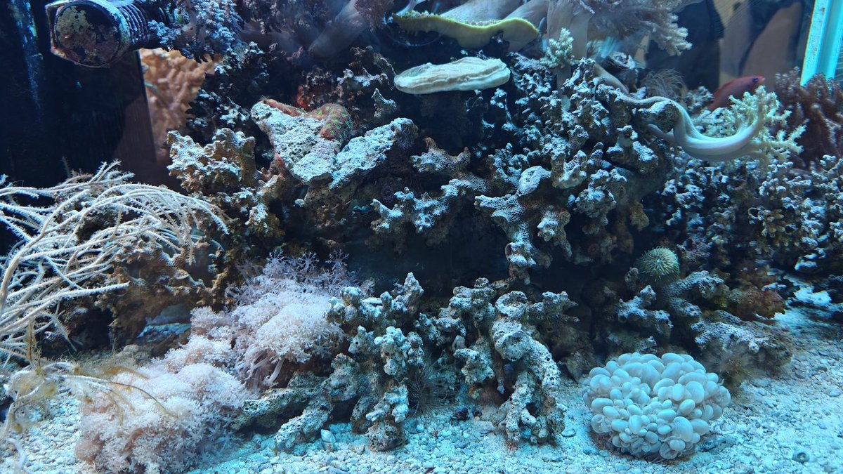 Colorful corals and marine life