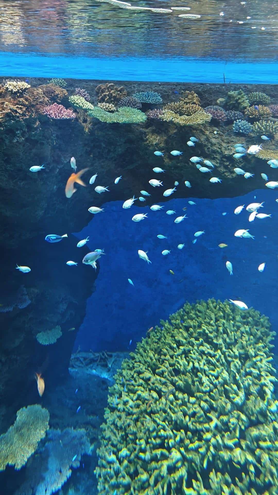 Colorful fish and coral in aquarium