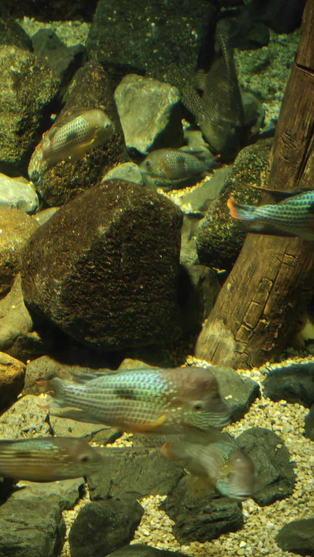 Colorful fish in rocky aquarium