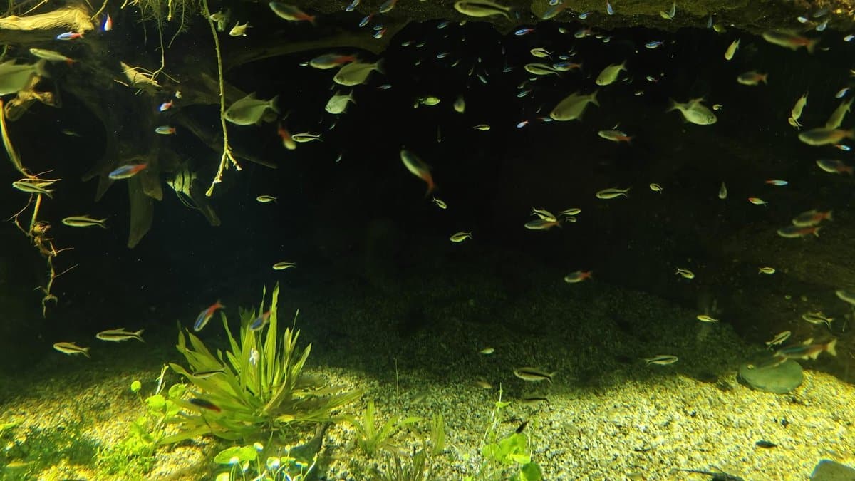 Colorful fish swimming in a dim aquarium