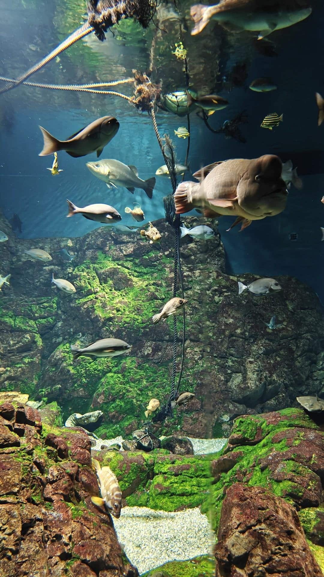 Colorful fish swimming in an aquarium