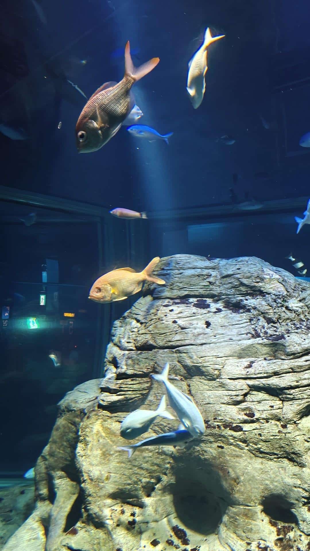 Colorful fish swimming in aquarium
