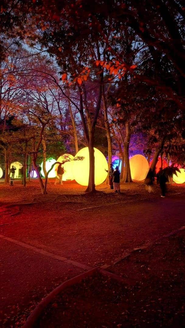 Colorful illuminated forest path