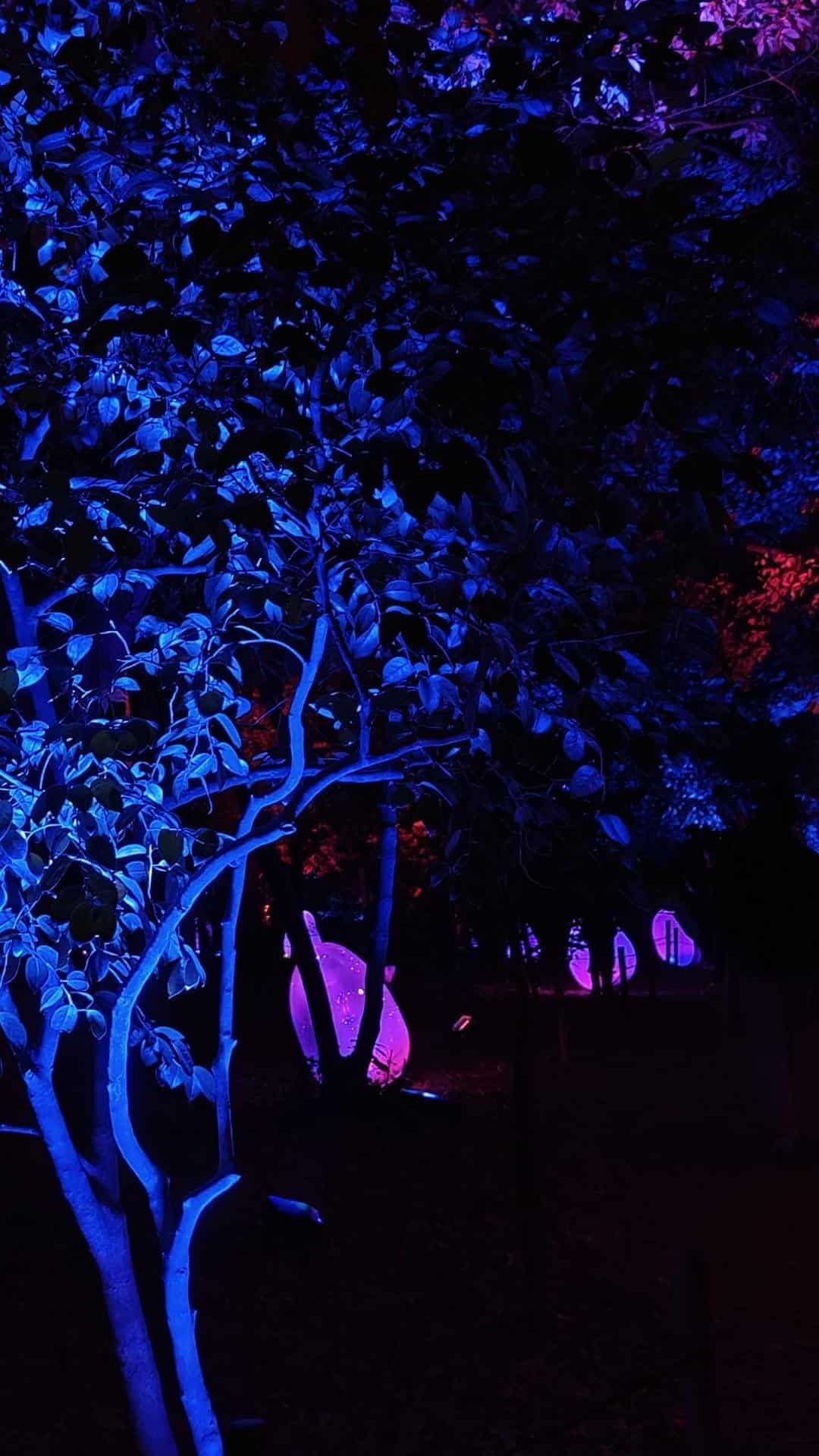 Colorful illuminated trees at night