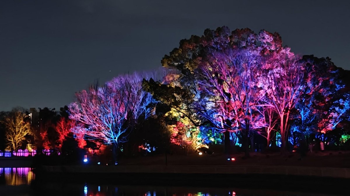 Colorful lights on trees at night