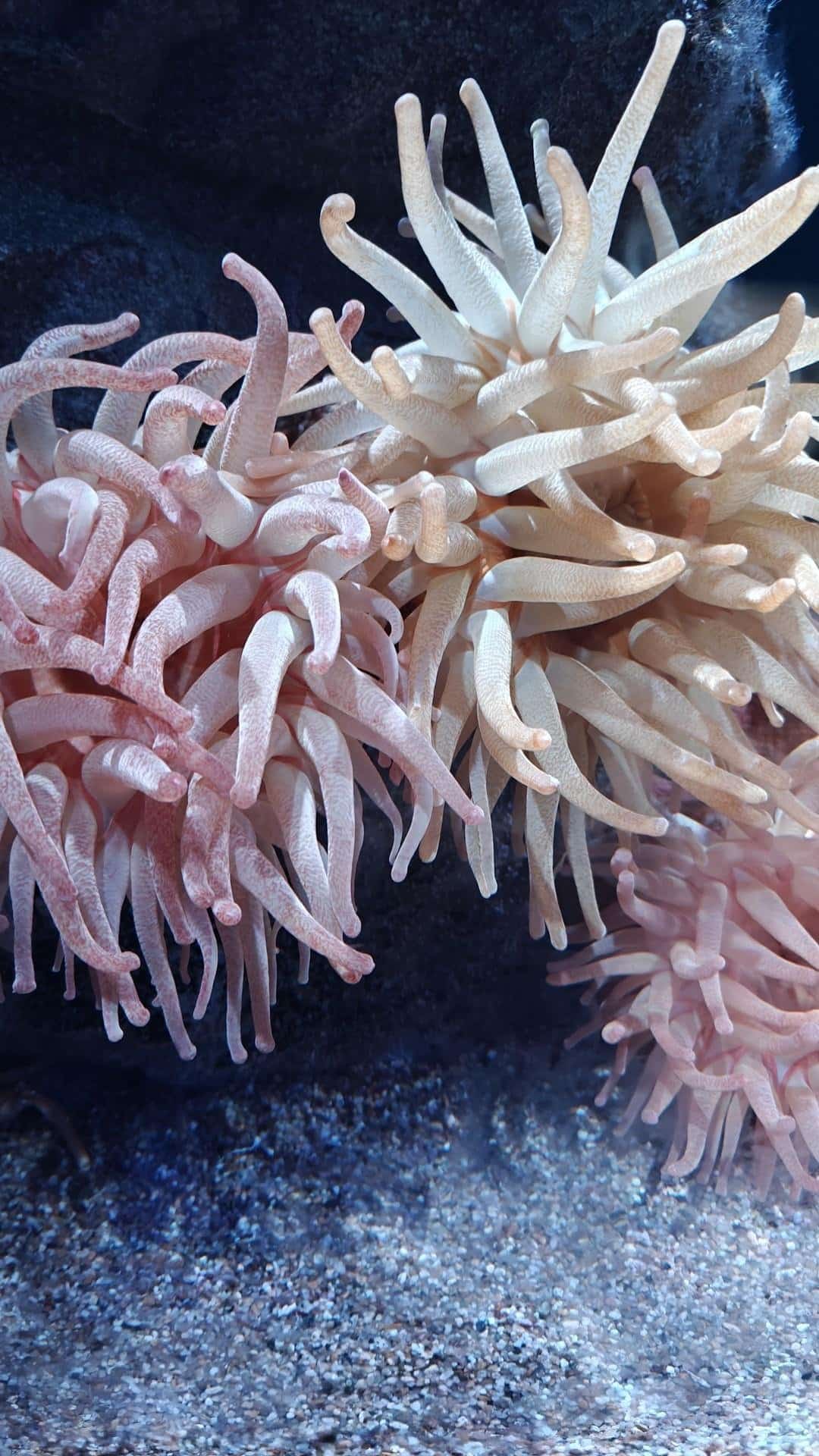 Colorful sea anemones in aquarium