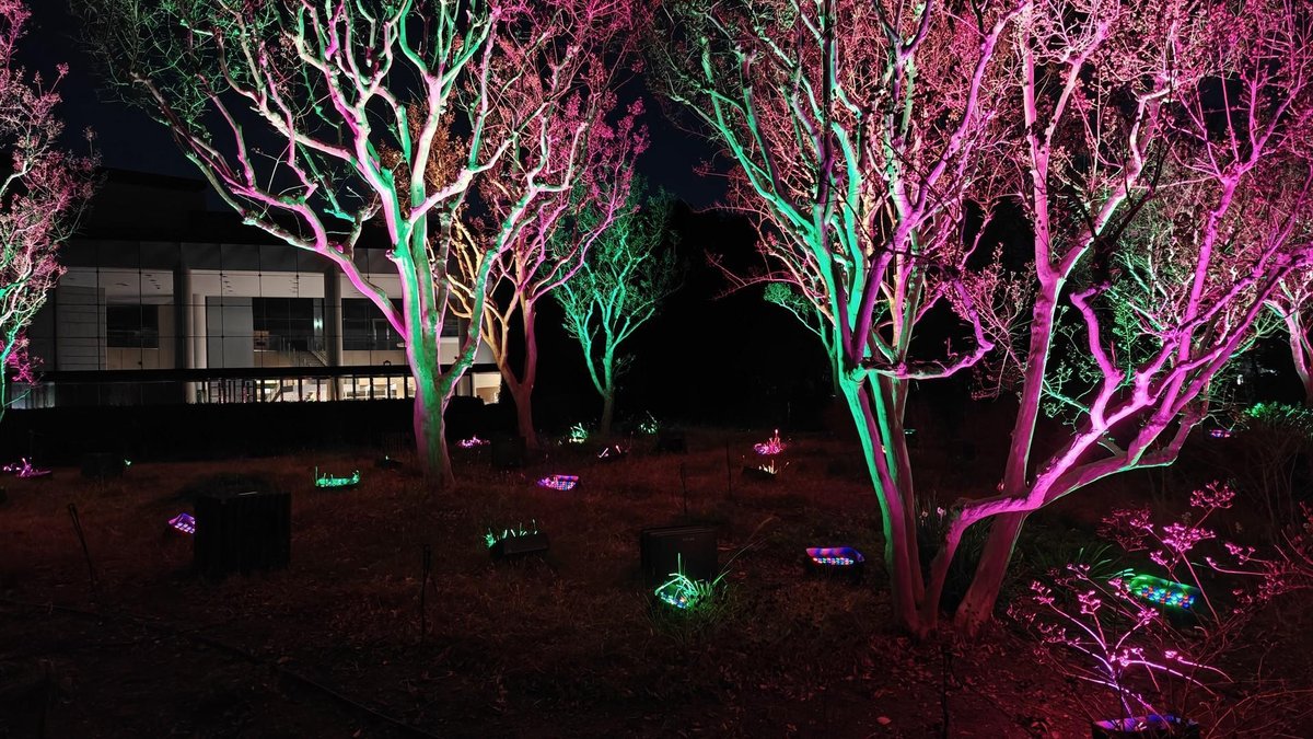 Colorful trees illuminated at night