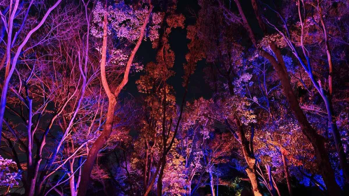 Colorful trees lit at night