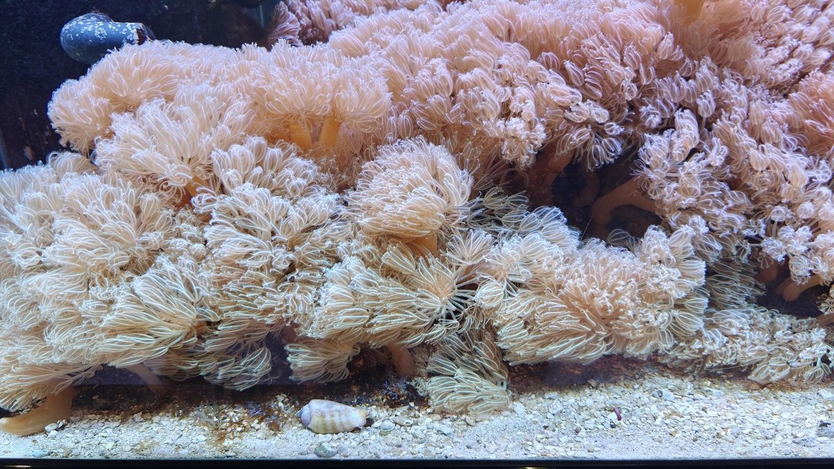 Coral reef with soft pink corals
