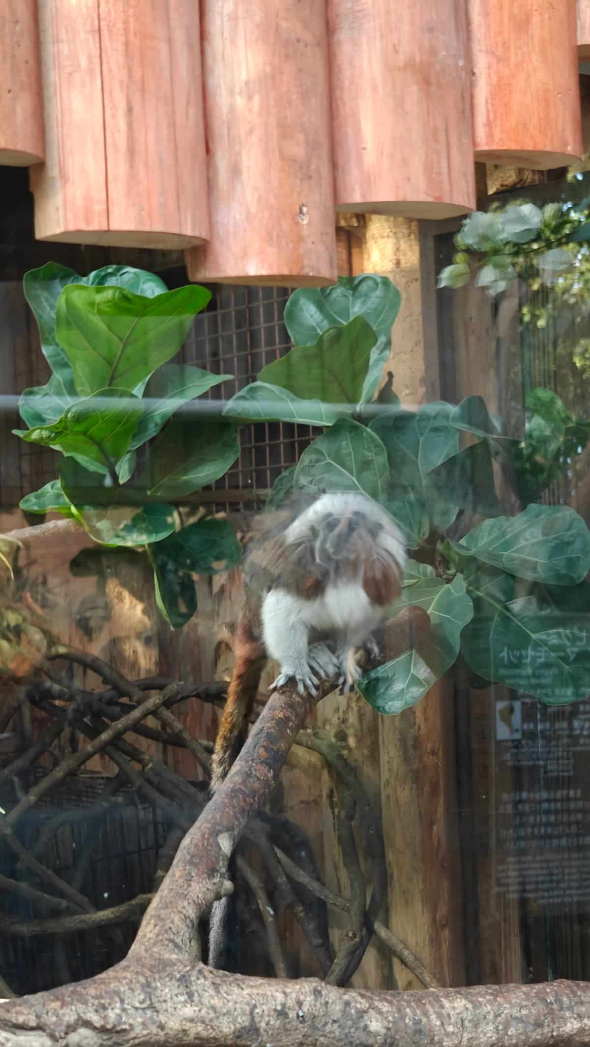 Cotton-top tamarin with white crest