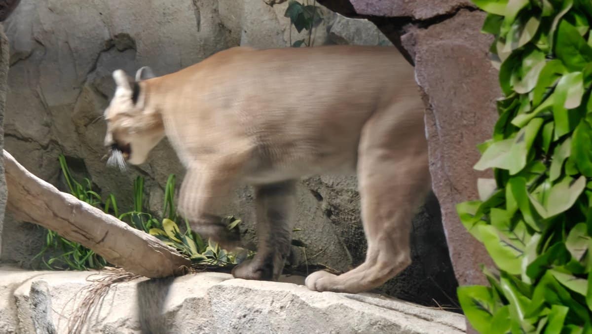 Cougar Pump padding across rocks