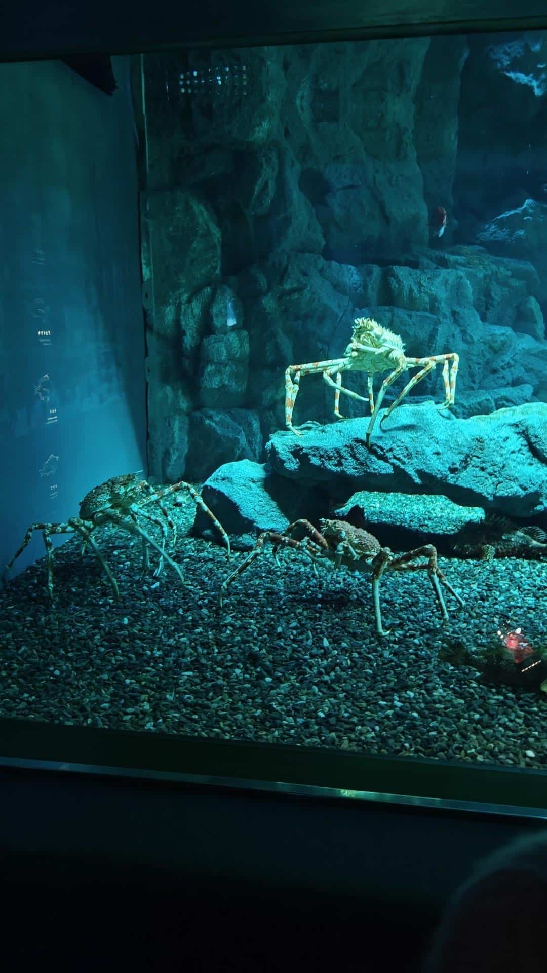 Crabs in aquarium under blue light
