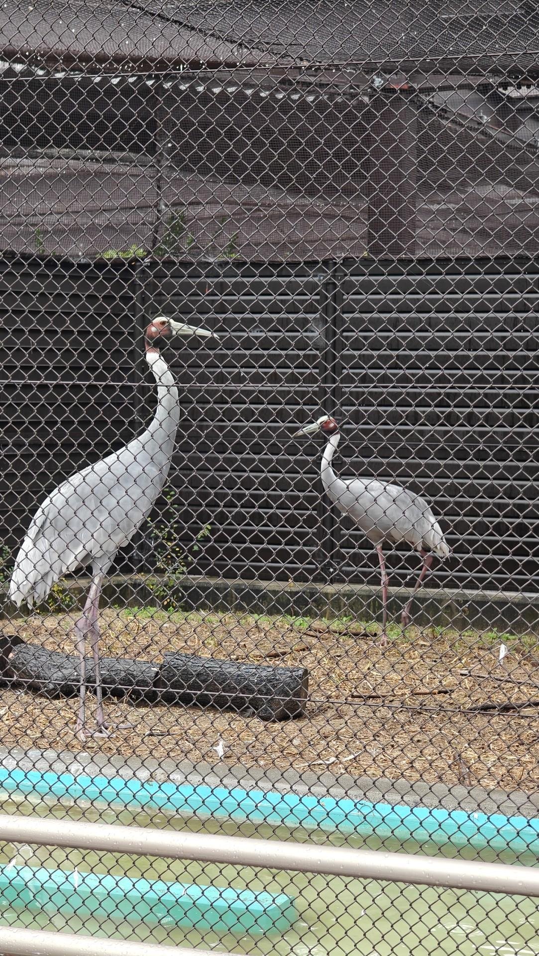 Cranes behind a chain-link fence
