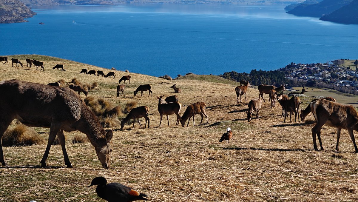 Deer above Queenstown and lake