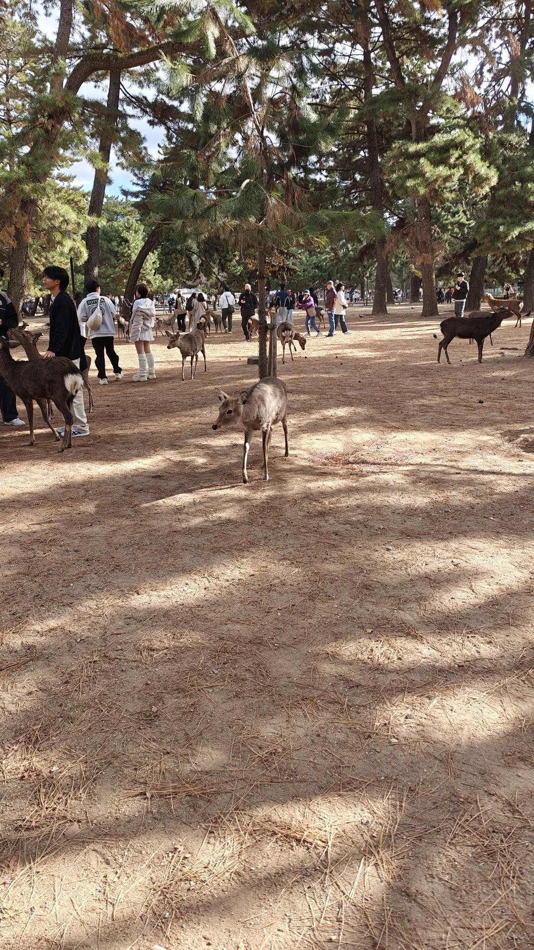 Deer and people in a forested park
