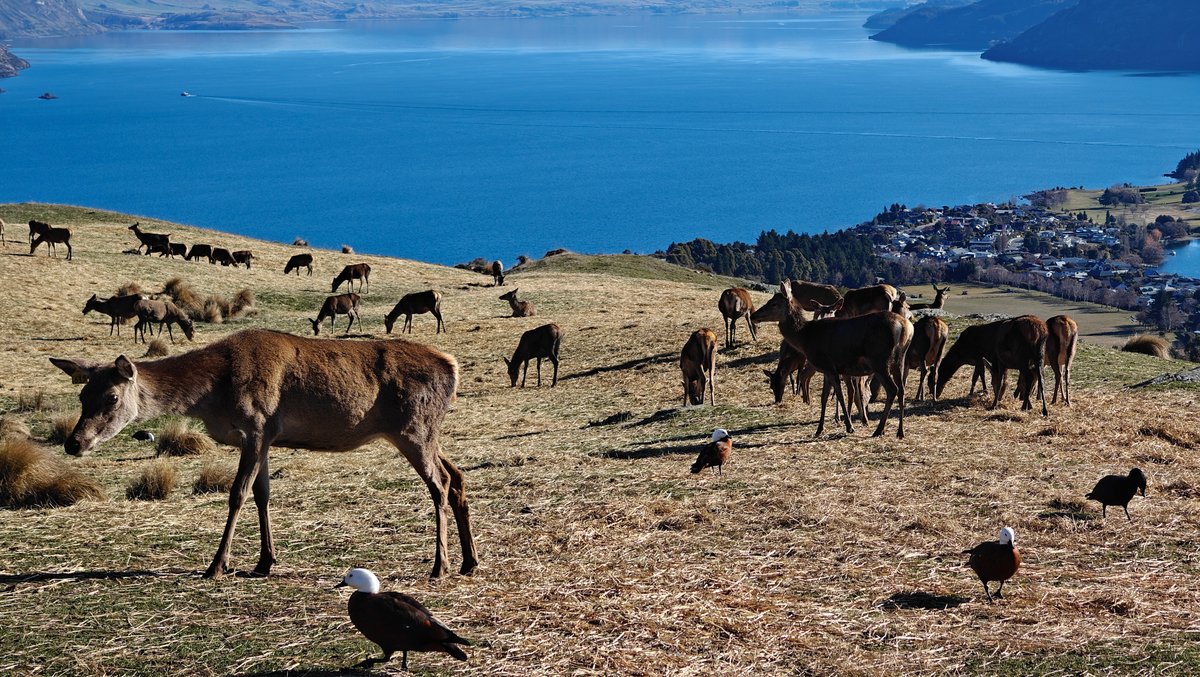 Deer herd grazing summit lake view