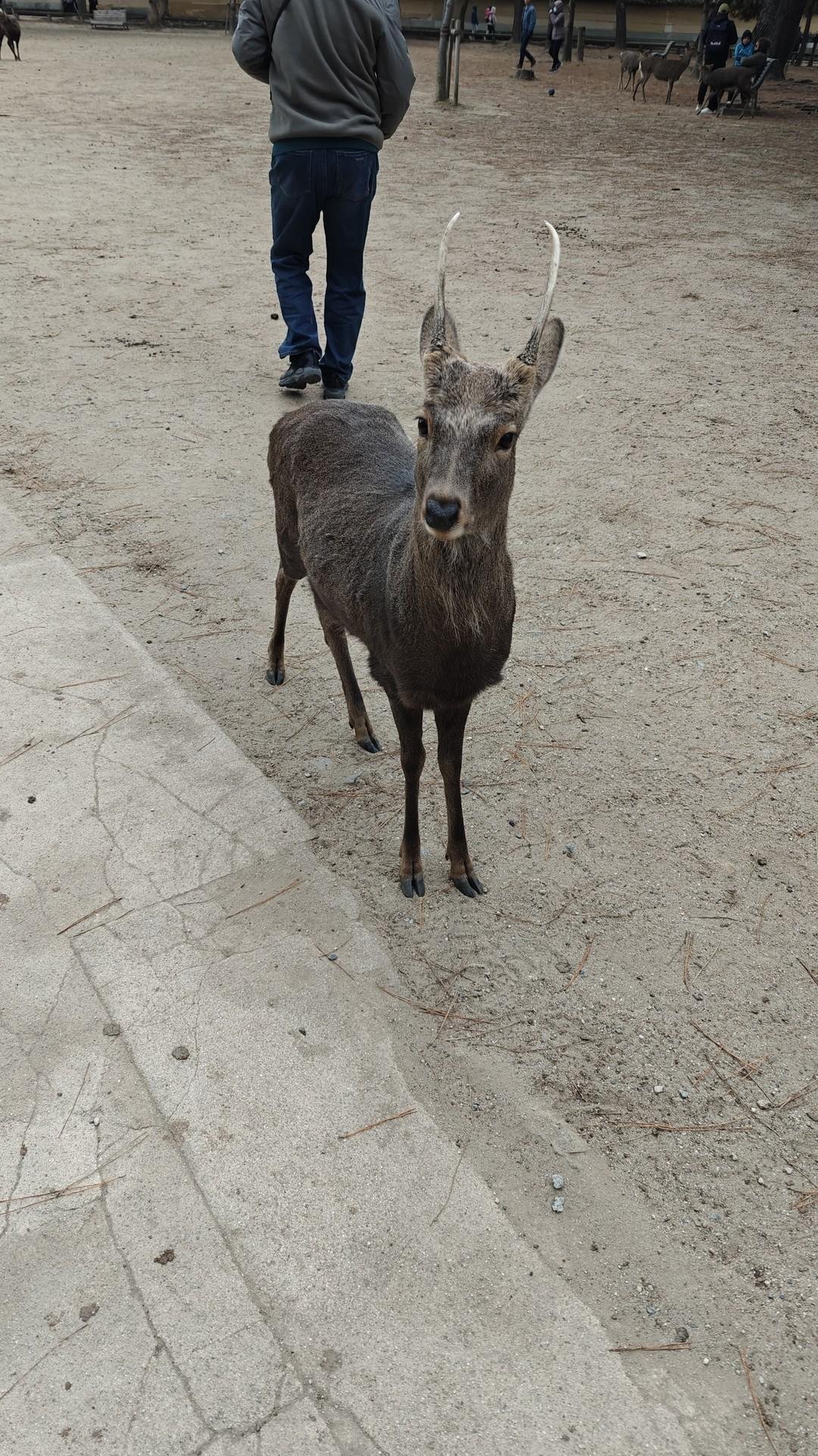 Deer on a sandy path with people nearby