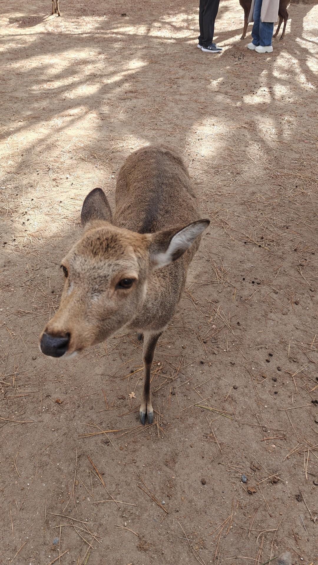 Deer on dirt path with shadows