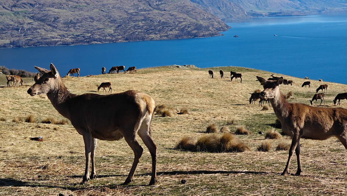 Deer on hilltop above Wakatipu