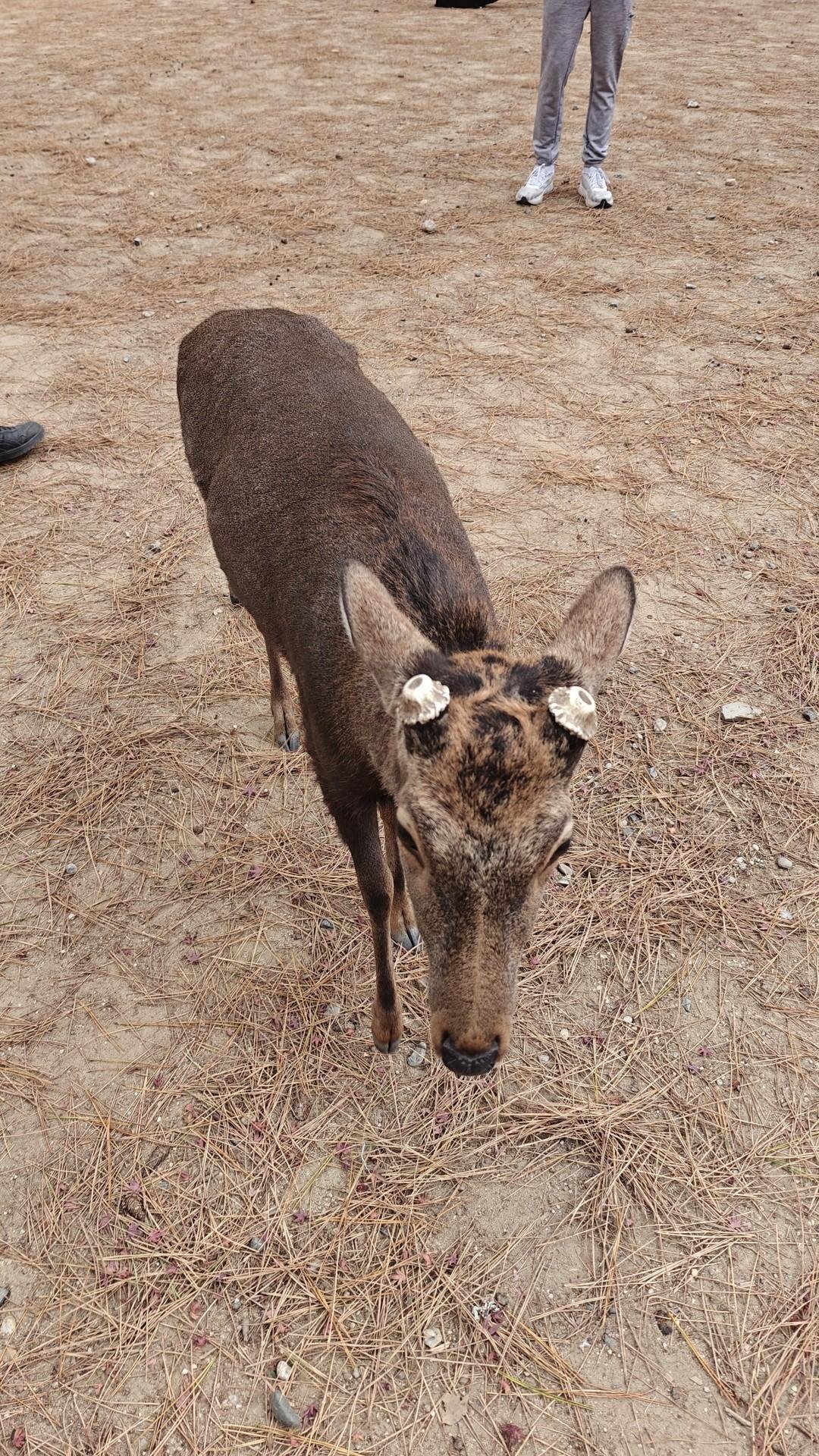 Deer on sandy ground near people