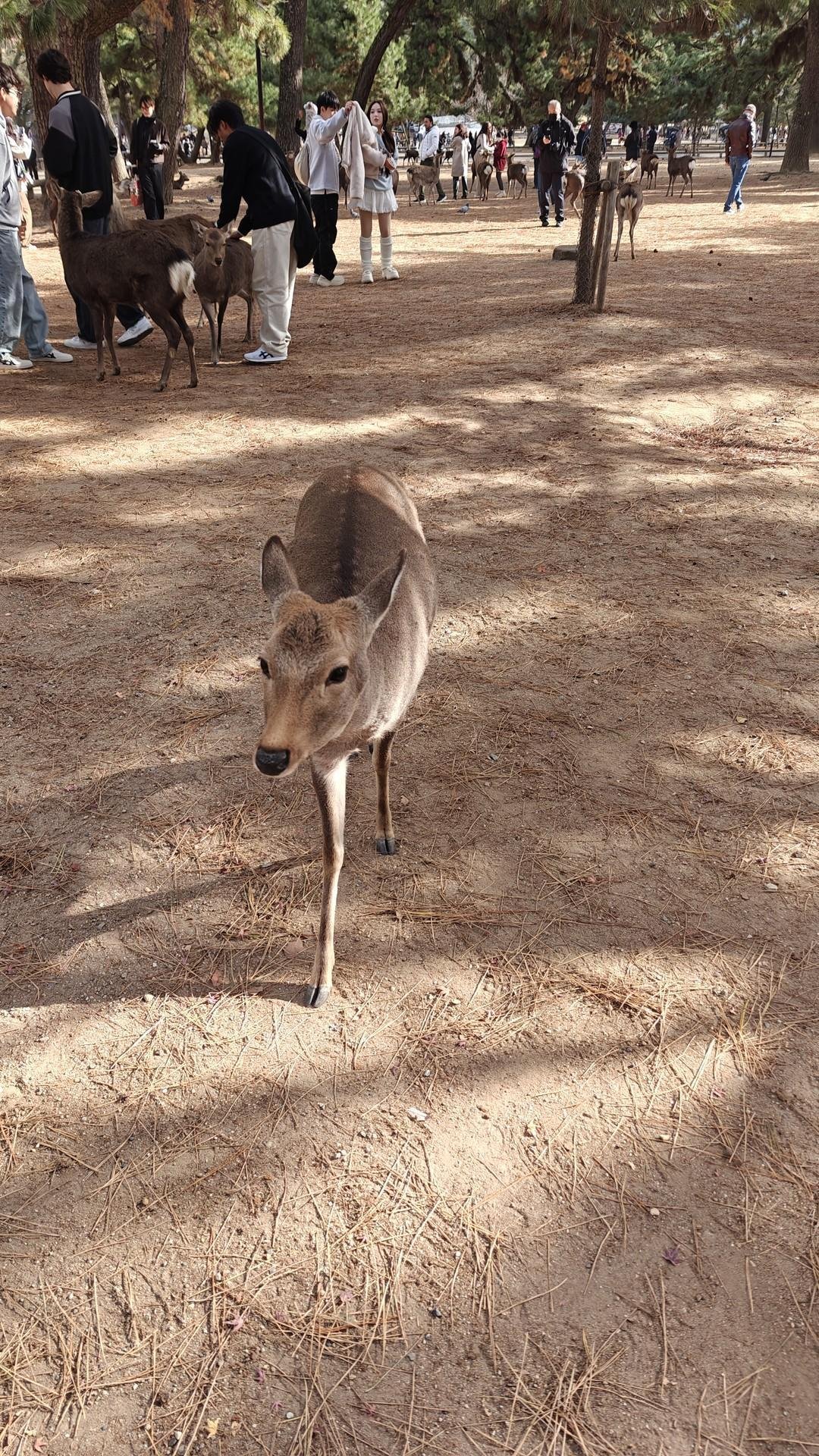 Deer roaming in a park with visitors