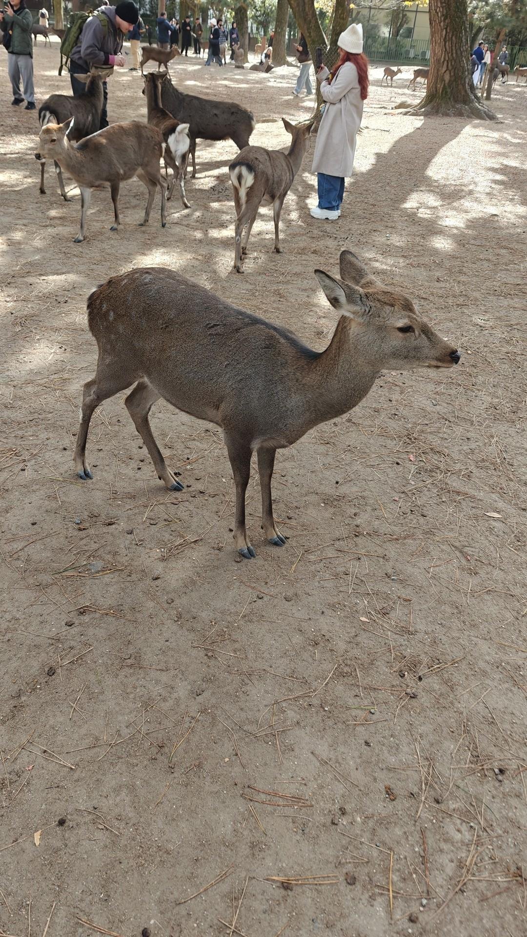 Deer roaming in wooded park area