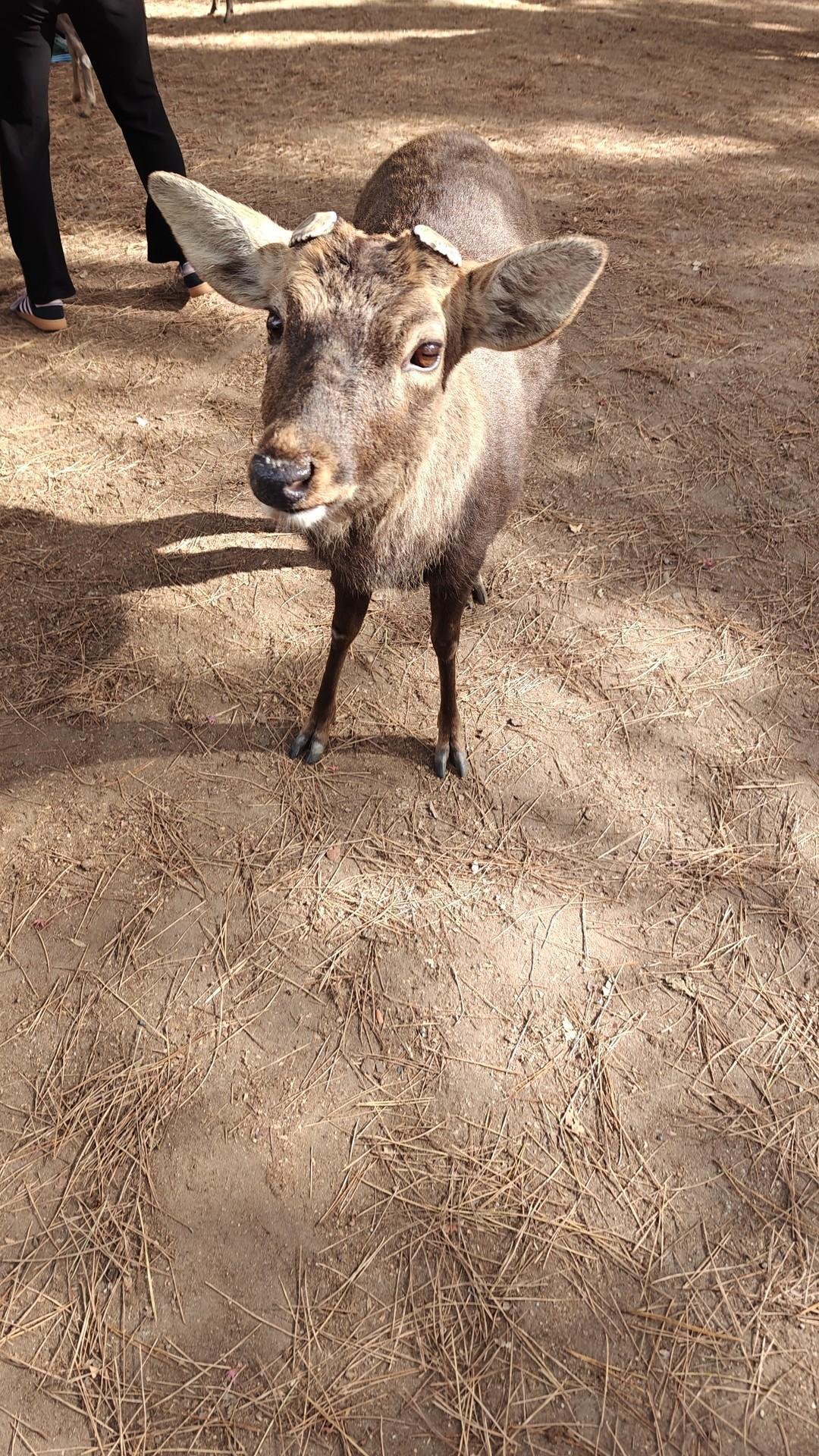 Deer standing on a forest floor
