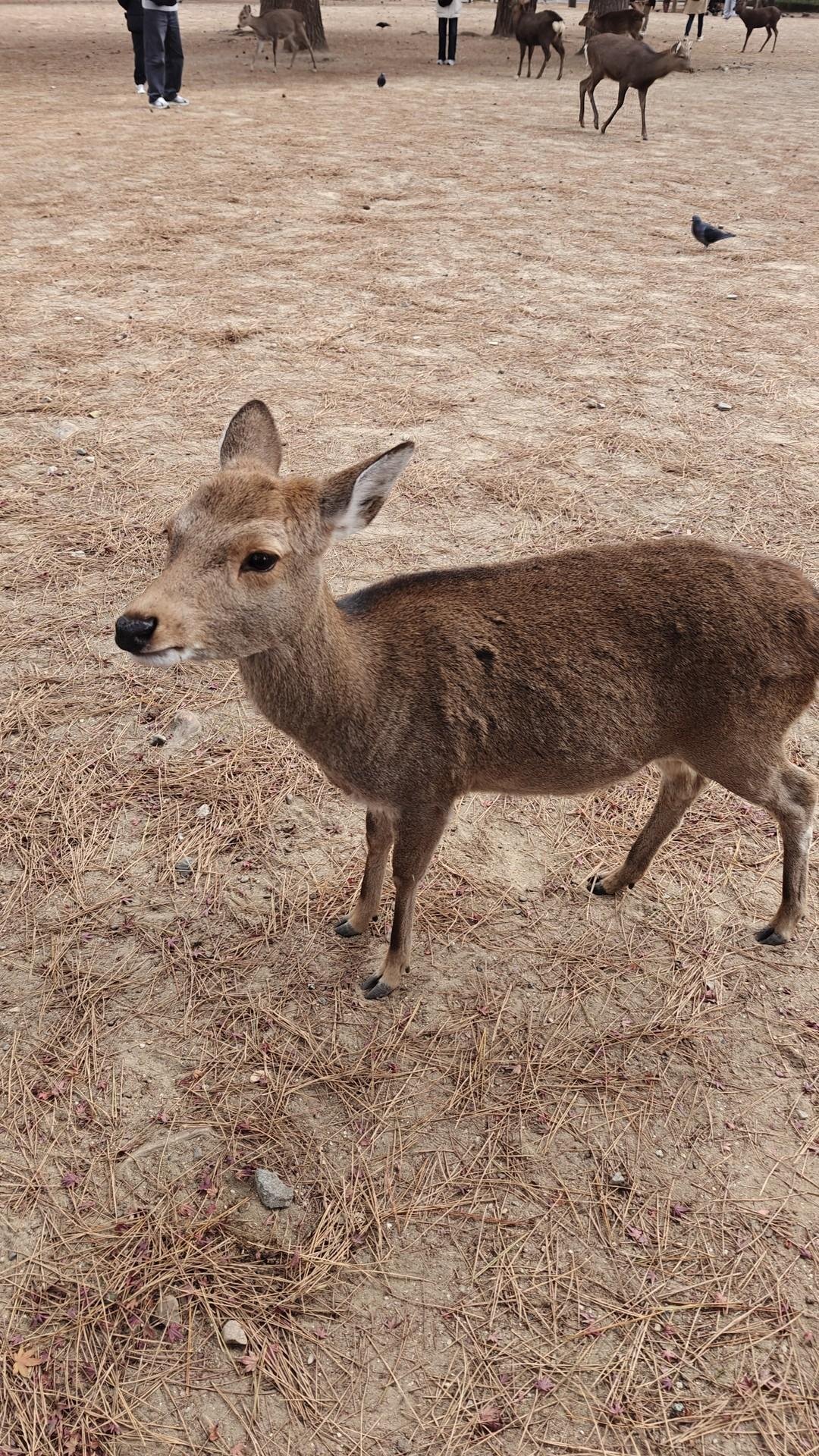 Deer standing on dry grassy ground