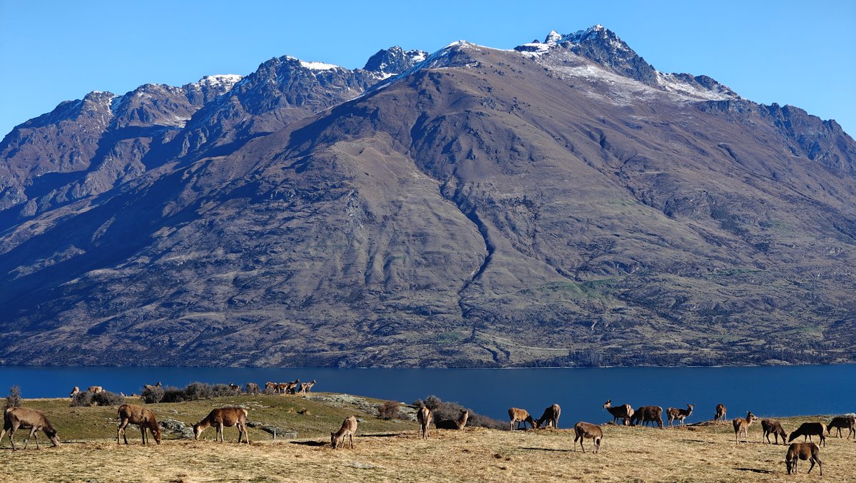Deer with Remarkables and lake